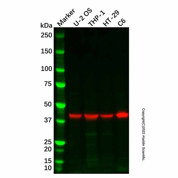 SIGLEC14 Antibody -    by Aladdin Scientific