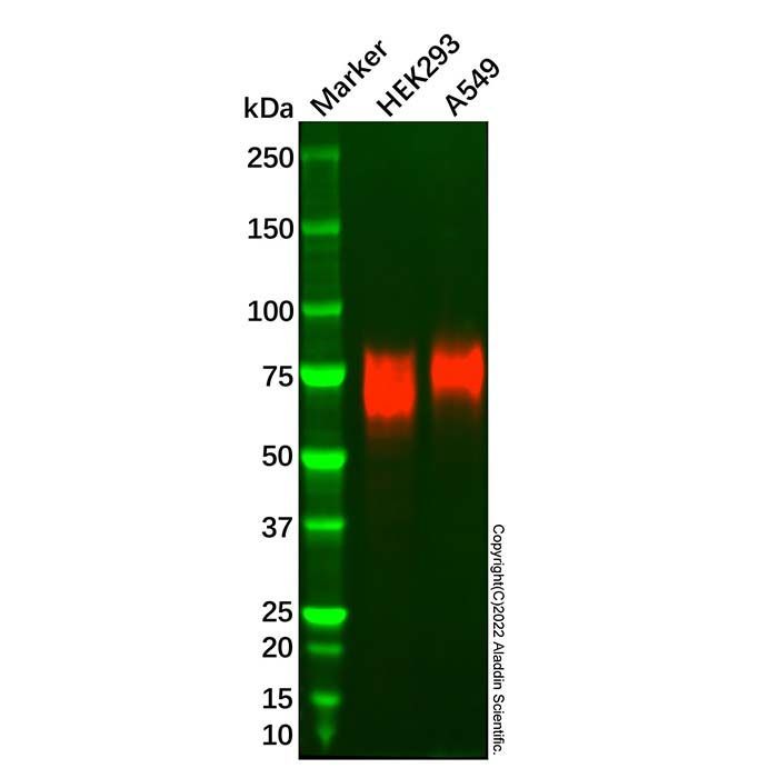 Recombinant SIRP alpha Antibody -    by Aladdin Scientific