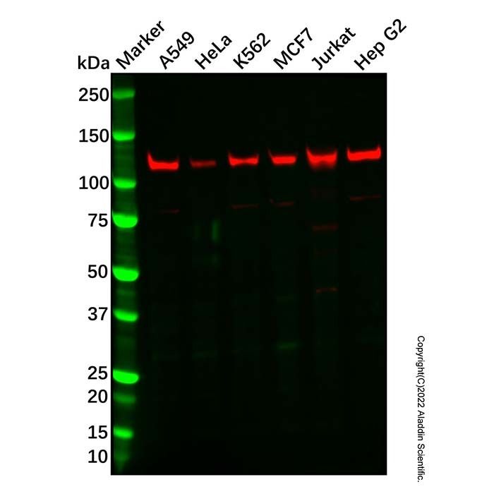 Recombinant SIRT1 Antibody -    by Aladdin Scientific