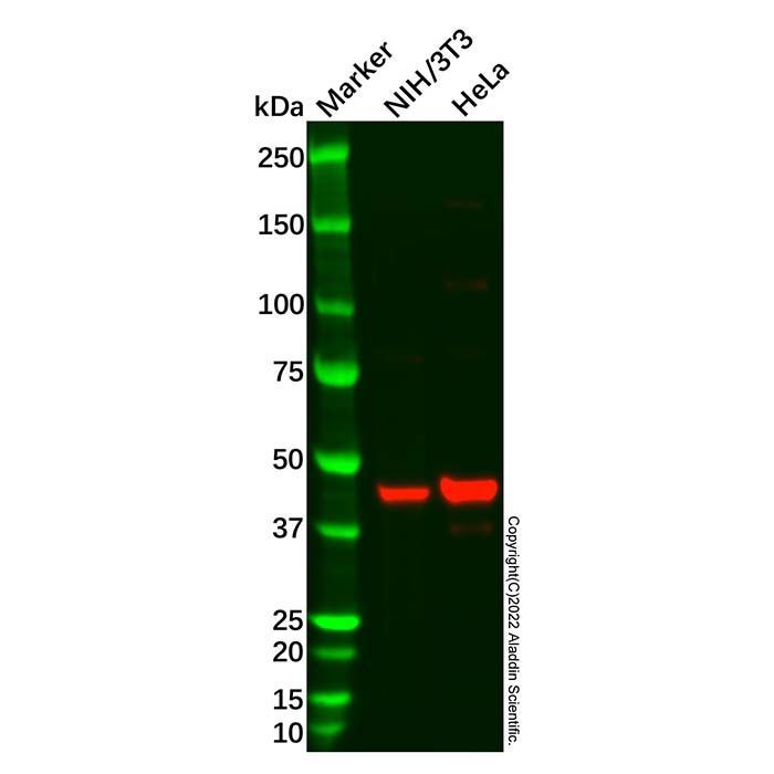 Recombinant SIRT2 Antibody -    by Aladdin Scientific