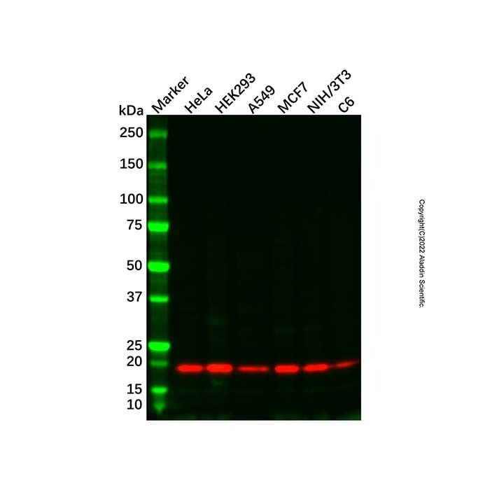 Recombinant Skp1 Antibody -    by Aladdin Scientific