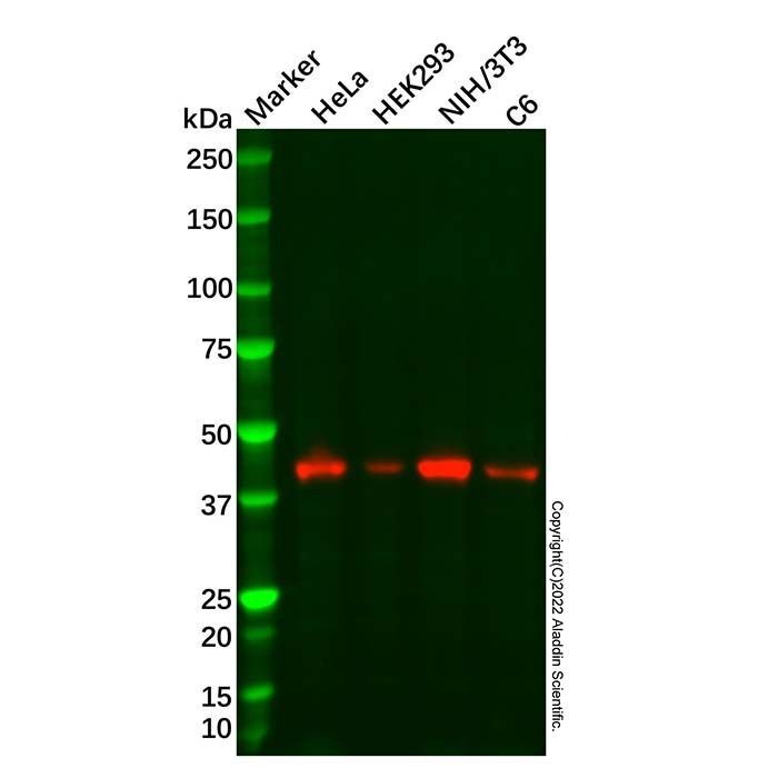 SLC14A1/UTE Antibody -    by Aladdin Scientific