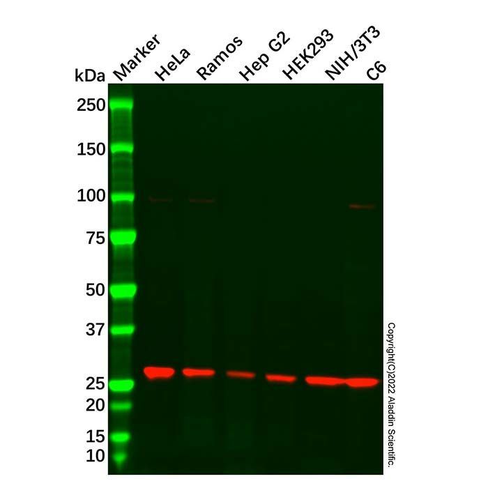 Recombinant SLC31A1/CTR1 Antibody -    by Aladdin Scientific