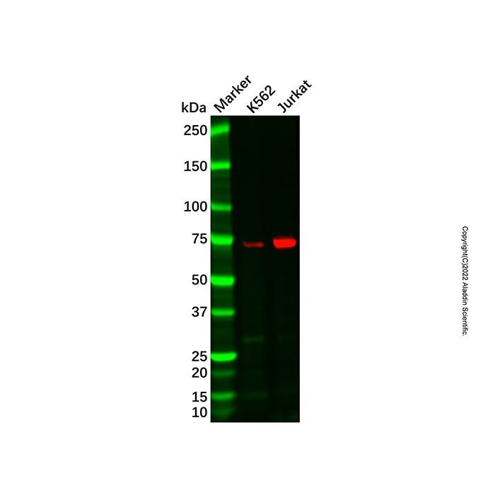SLP76 Antibody -    by Aladdin Scientific