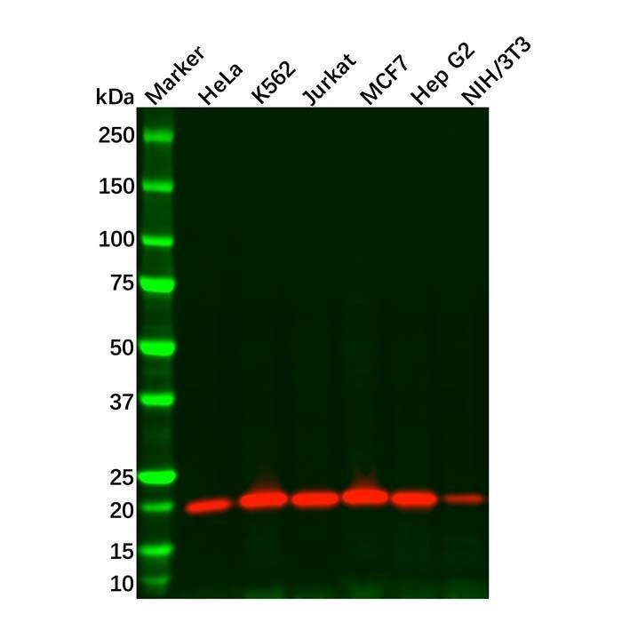 Recombinant Smac/Diablo Antibody -    by Aladdin Scientific