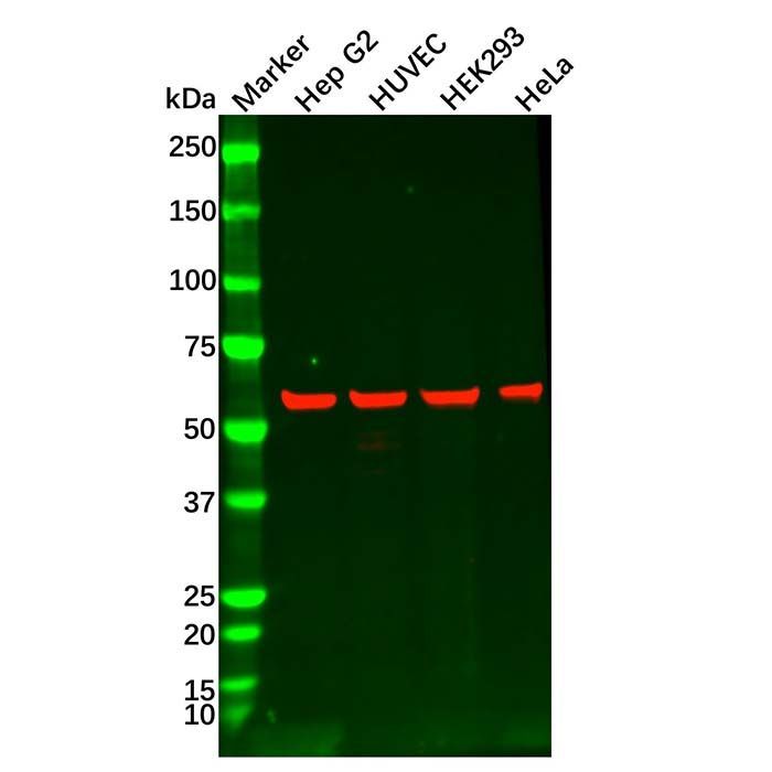 Recombinant Smad1 Antibody -    by Aladdin Scientific