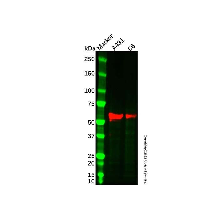 SMAD6 Antibody -    by Aladdin Scientific