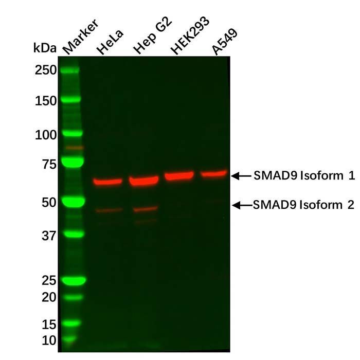 SMAD9 Antibody -    by Aladdin Scientific