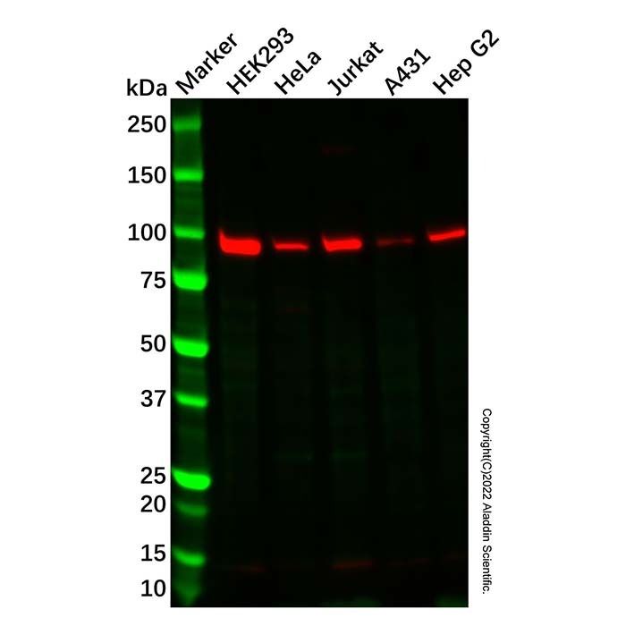 SmarcAL1 Antibody -    by Aladdin Scientific