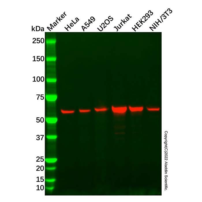 Recombinant SMARCD1 Antibody -    by Aladdin Scientific