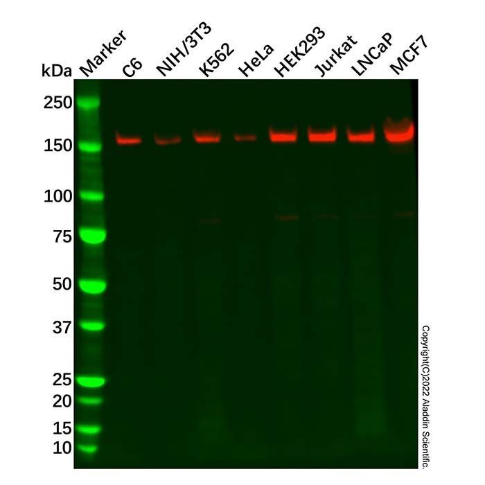 Recombinant SMC1A Antibody -    by Aladdin Scientific