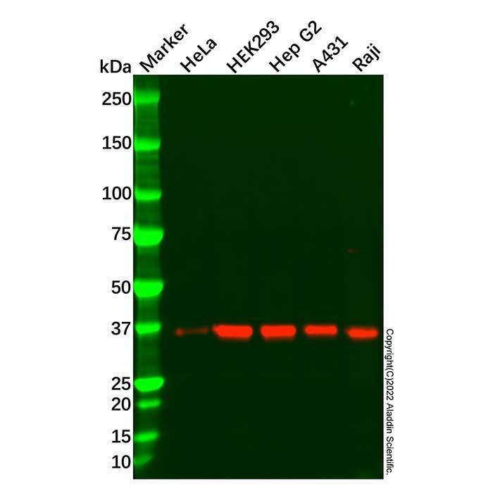 SMN/Gemin 1 Antibody -    by Aladdin Scientific