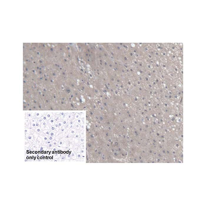 SMP30 Antibody -    by Aladdin Scientific
