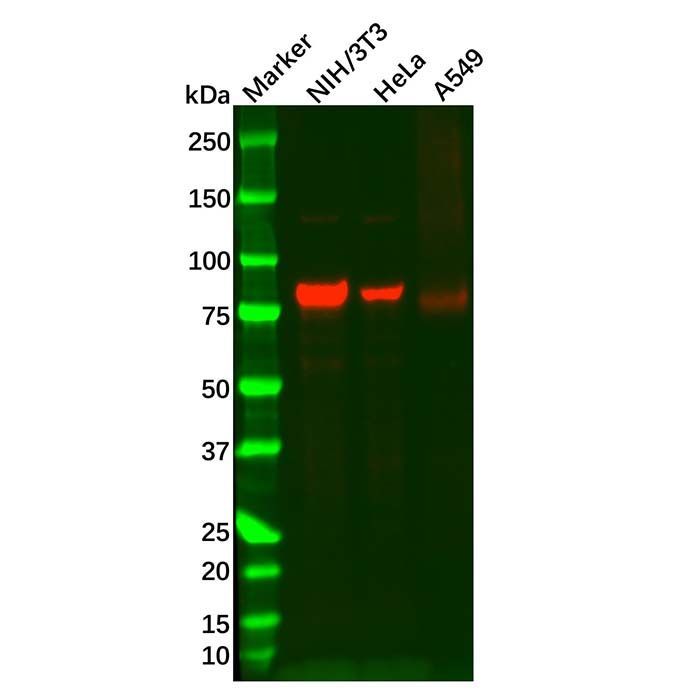 Recombinant SMURF2 Antibody -    by Aladdin Scientific
