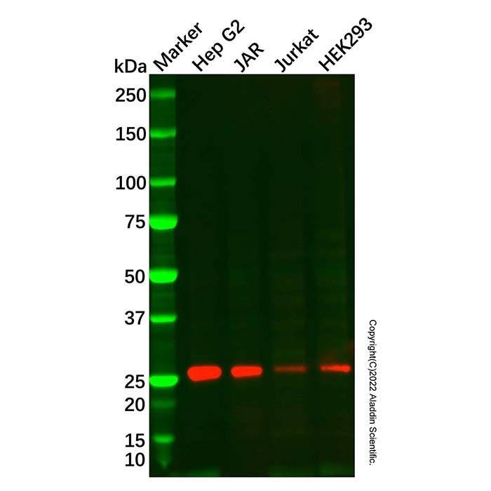Recombinant SNAP23 Antibody -    by Aladdin Scientific