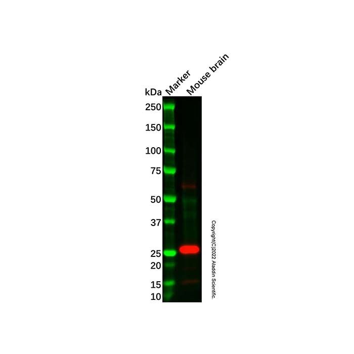 Recombinant SNAP25 Antibody -    by Aladdin Scientific