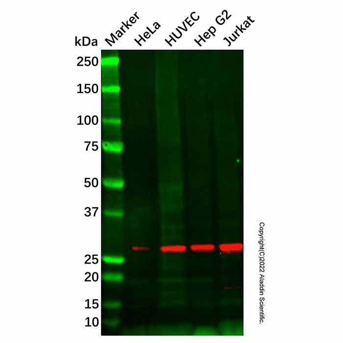 Recombinant SNRPA1 Antibody -    by Aladdin Scientific