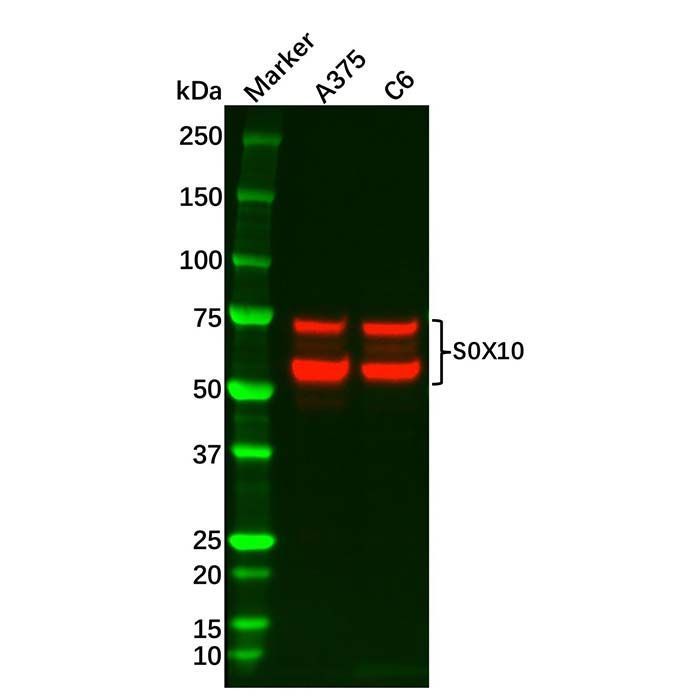Recombinant SOX10 Antibody -    by Aladdin Scientific
