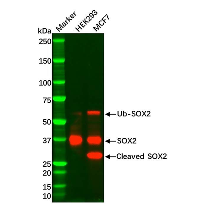 Recombinant SOX2 Antibody -    by Aladdin Scientific