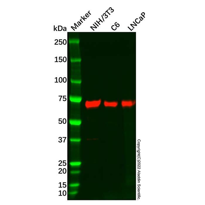 Recombinant SOX9 Antibody -    by Aladdin Scientific