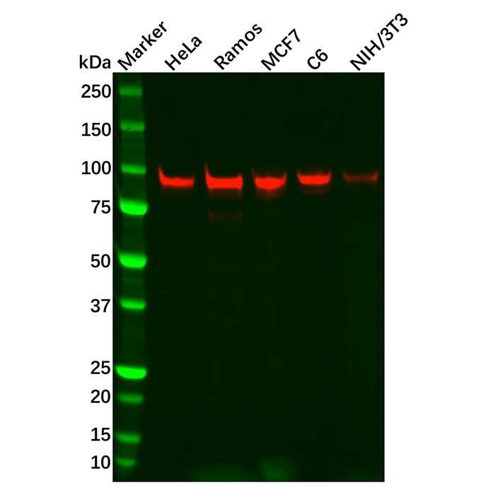 Recombinant SP1 Antibody -    by Aladdin Scientific