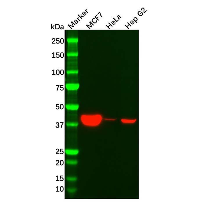 Recombinant SPOP Antibody -    by Aladdin Scientific