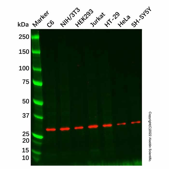 Spry-2 Antibody -    by Aladdin Scientific