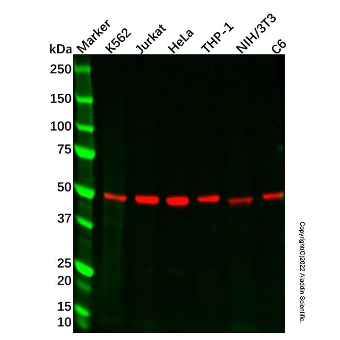 Recombinant SR protein repeat/SRSF6 Antibody -    by Aladdin Scientific