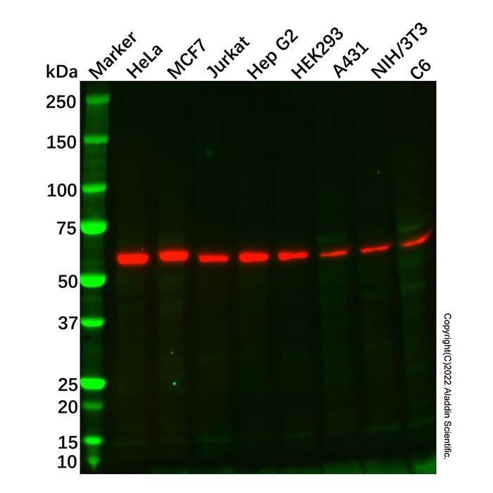 Recombinant Src Antibody -    by Aladdin Scientific