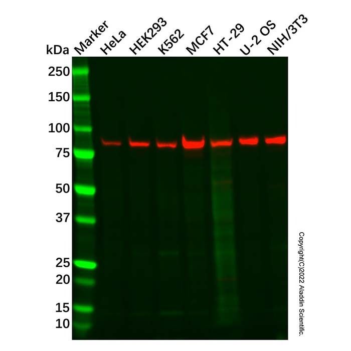 Recombinant STAT1 Antibody -    by Aladdin Scientific