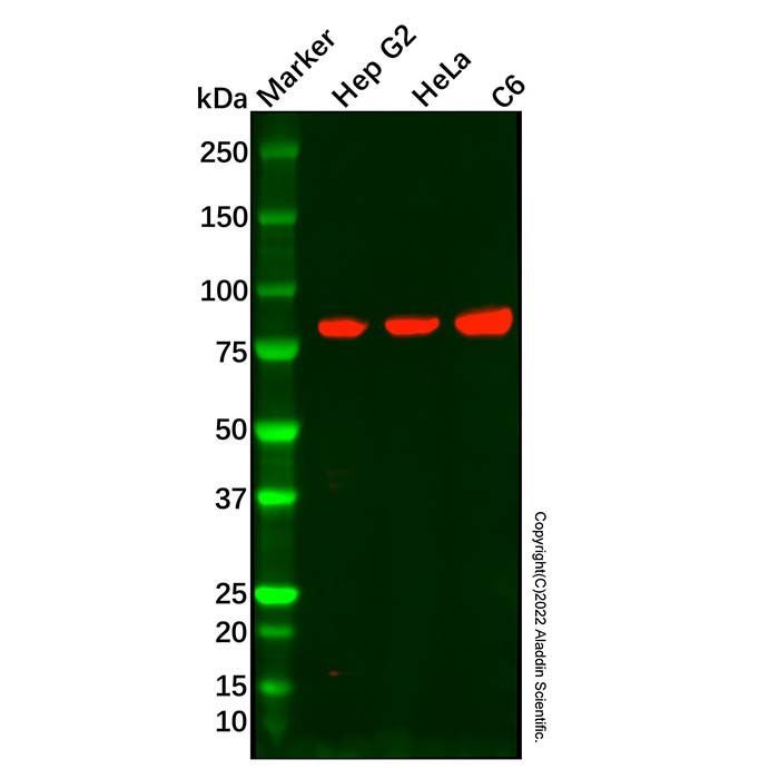 Recombinant Stromal interaction molecule 1 Antibody -    by Aladdin Scientific