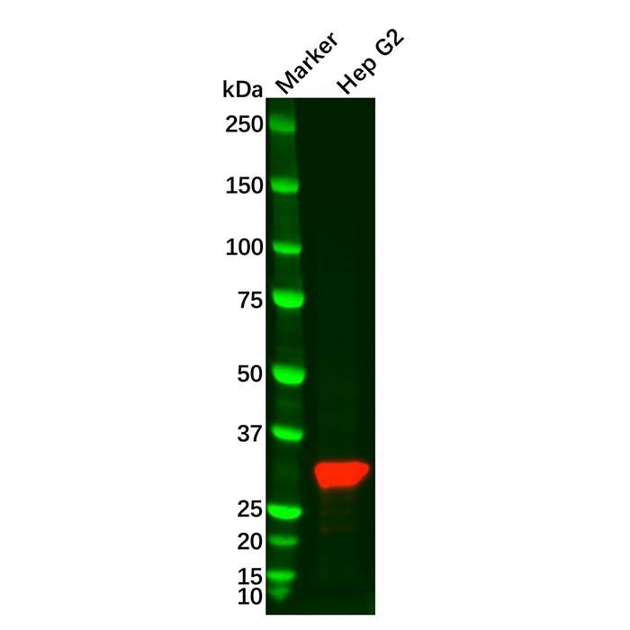 Recombinant SULT2A1 Antibody -    by Aladdin Scientific