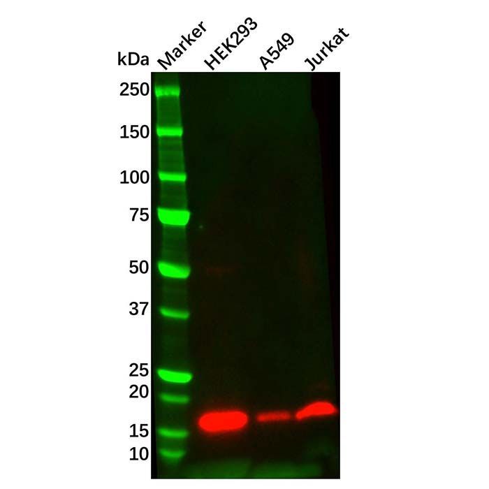Survivin Mouse mAb -    by Aladdin Scientific