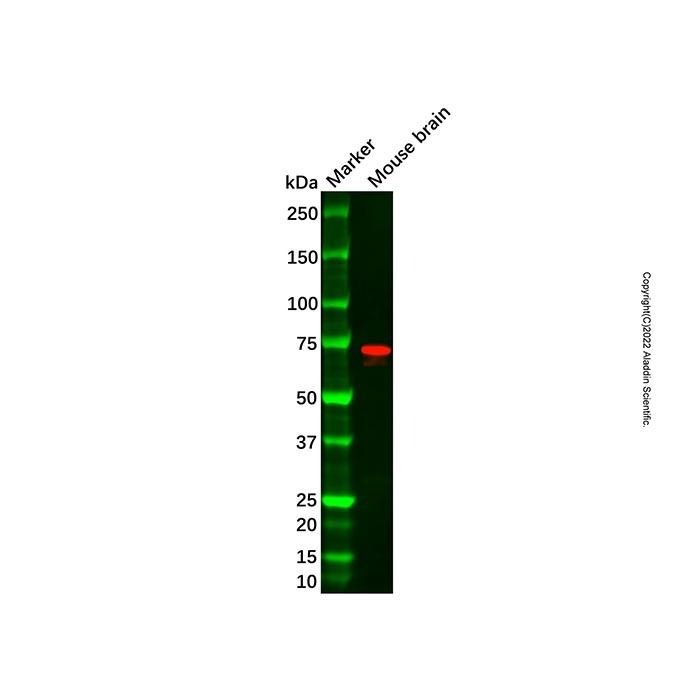 Recombinant SYN2 Antibody -    by Aladdin Scientific