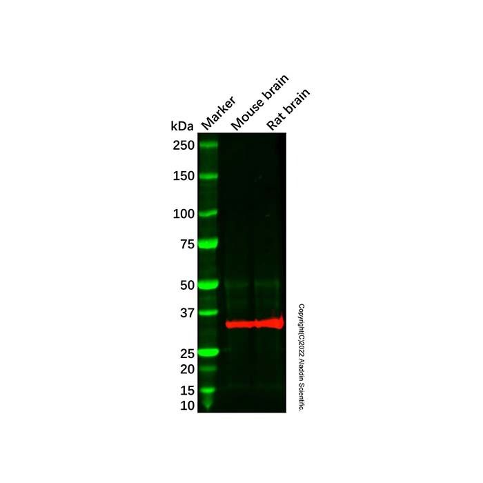 Recombinant Syntaxin 1a Antibody -    by Aladdin Scientific