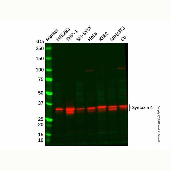 Recombinant Syntaxin 4 Antibody -    by Aladdin Scientific