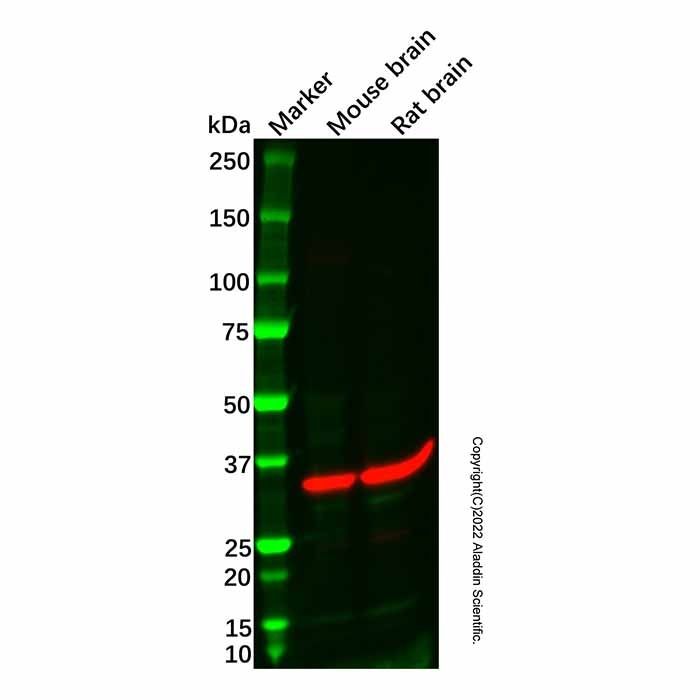 Recombinant Syntaxin 1B Antibody -    by Aladdin Scientific