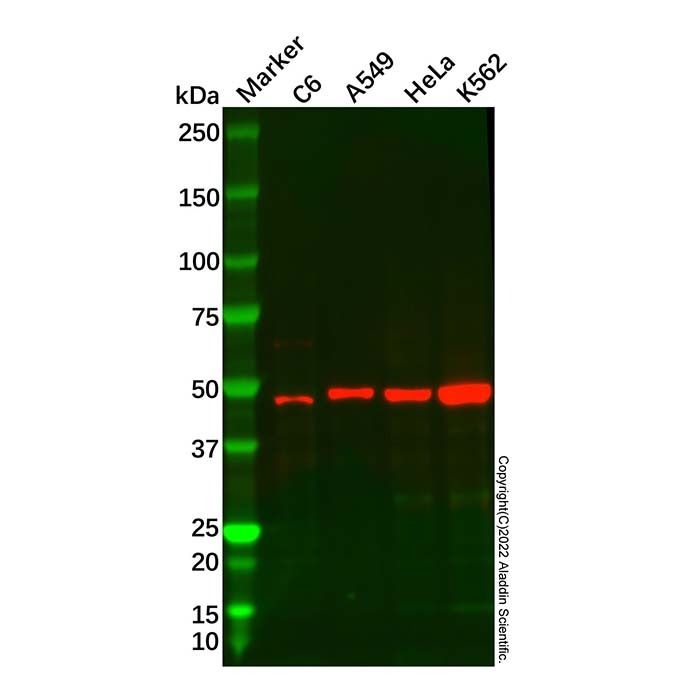 Recombinant Syntrophin alpha 1 Antibody -    by Aladdin Scientific