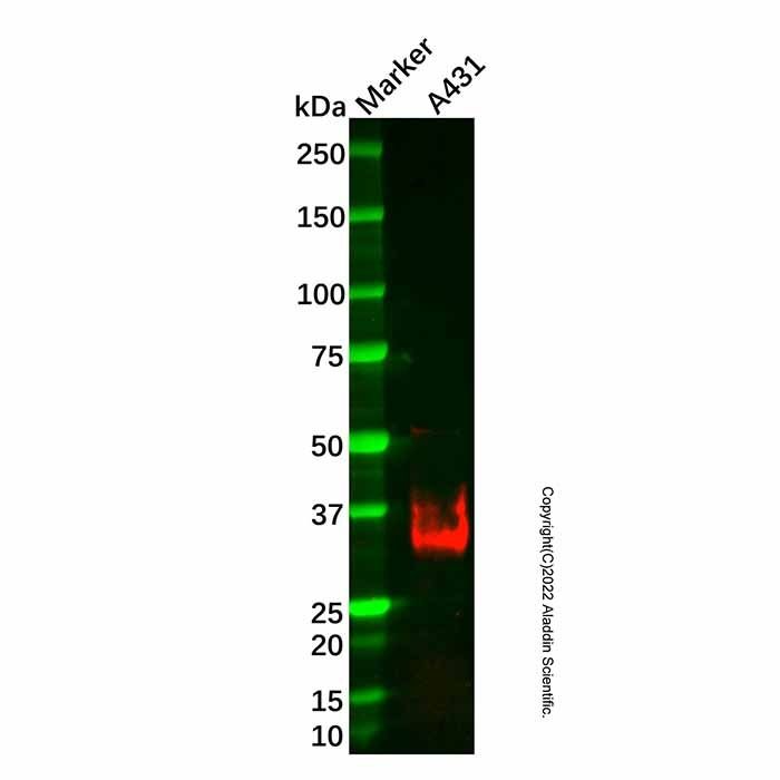 Recombinant SYPL1 Antibody -    by Aladdin Scientific