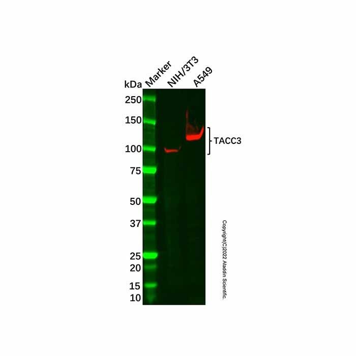 Recombinant TACC3 Antibody -    by Aladdin Scientific