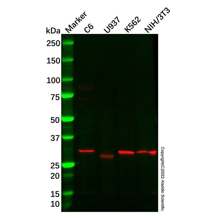 TACI Antibody -    by Aladdin Scientific