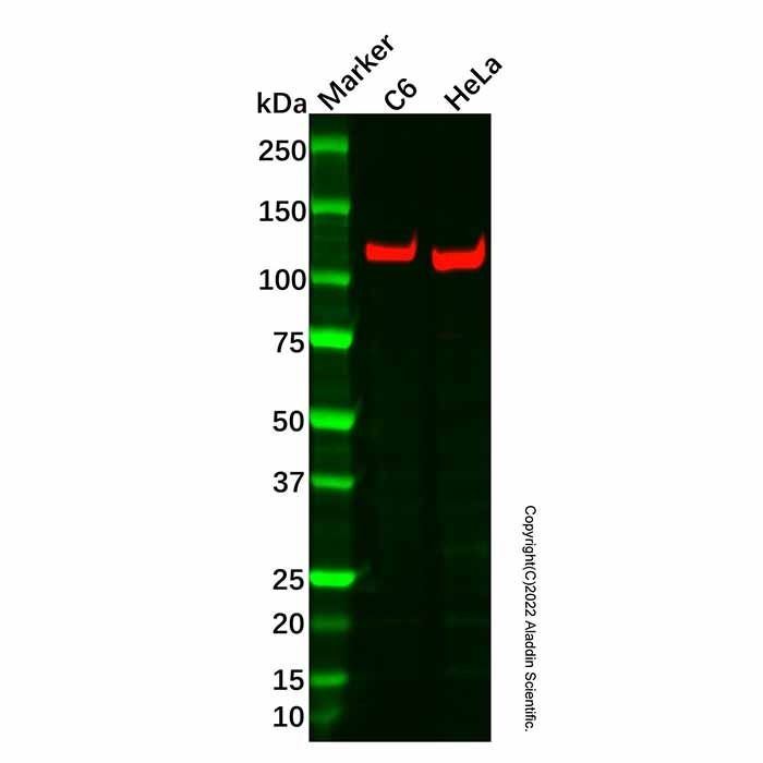 Recombinant Tat-SF1 Antibody -    by Aladdin Scientific