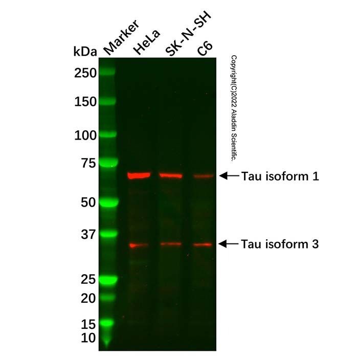 Tau Antibody -    by Aladdin Scientific
