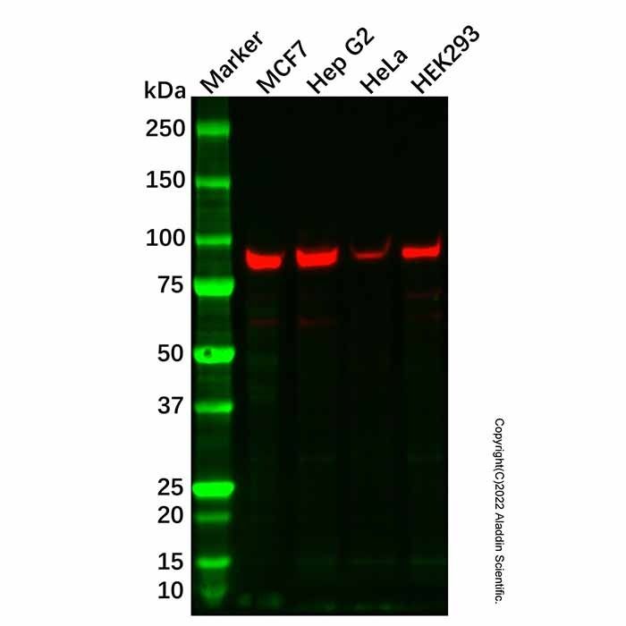 Recombinant TBX3 Antibody -    by Aladdin Scientific