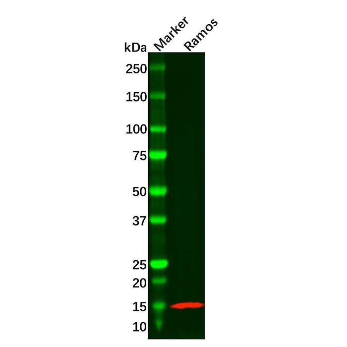 Recombinant Tcl1 Antibody -    by Aladdin Scientific