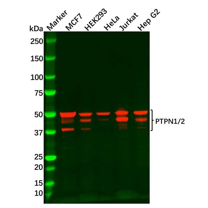 Recombinant  PTPN1/2 Antibody -    by Aladdin Scientific