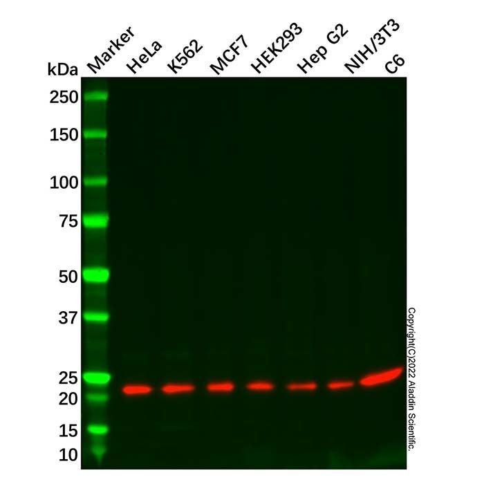 Recombinant TCTP Antibody -    by Aladdin Scientific