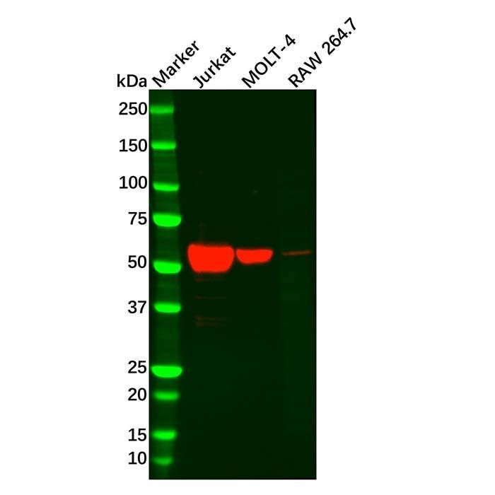 Recombinant TdT Antibody -    by Aladdin Scientific