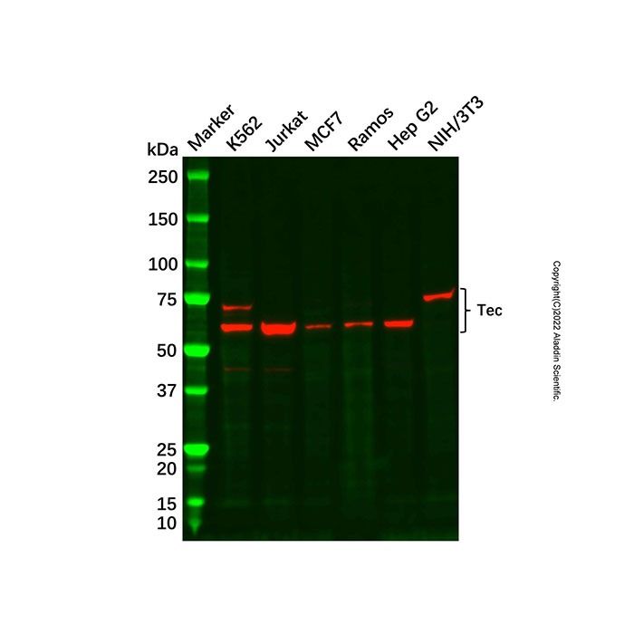 Recombinant Tec Antibody -    by Aladdin Scientific