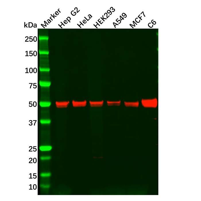 Recombinant TEF1/TEAD-1 Antibody -    by Aladdin Scientific